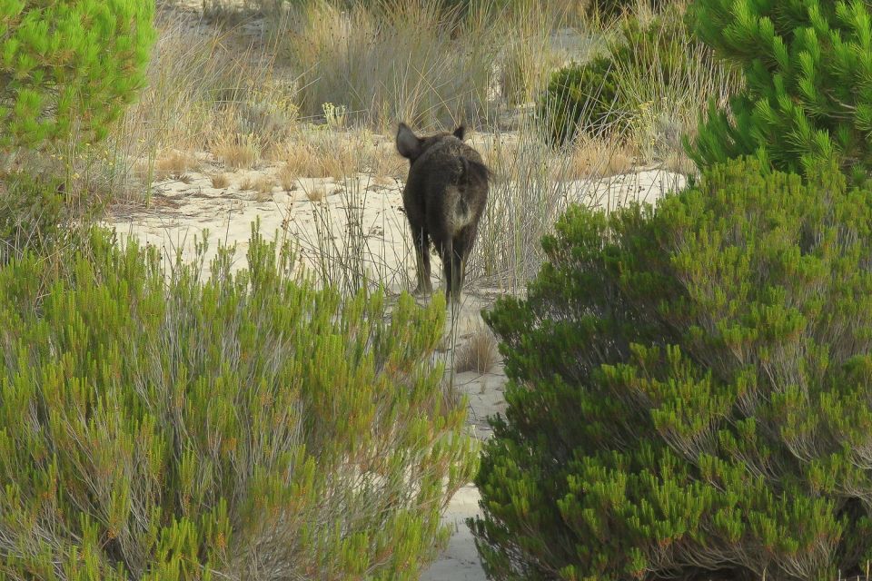 From Seville: Doñana National Park Day Trip - El Rocío: chapel-and-observatory stop with a different pace