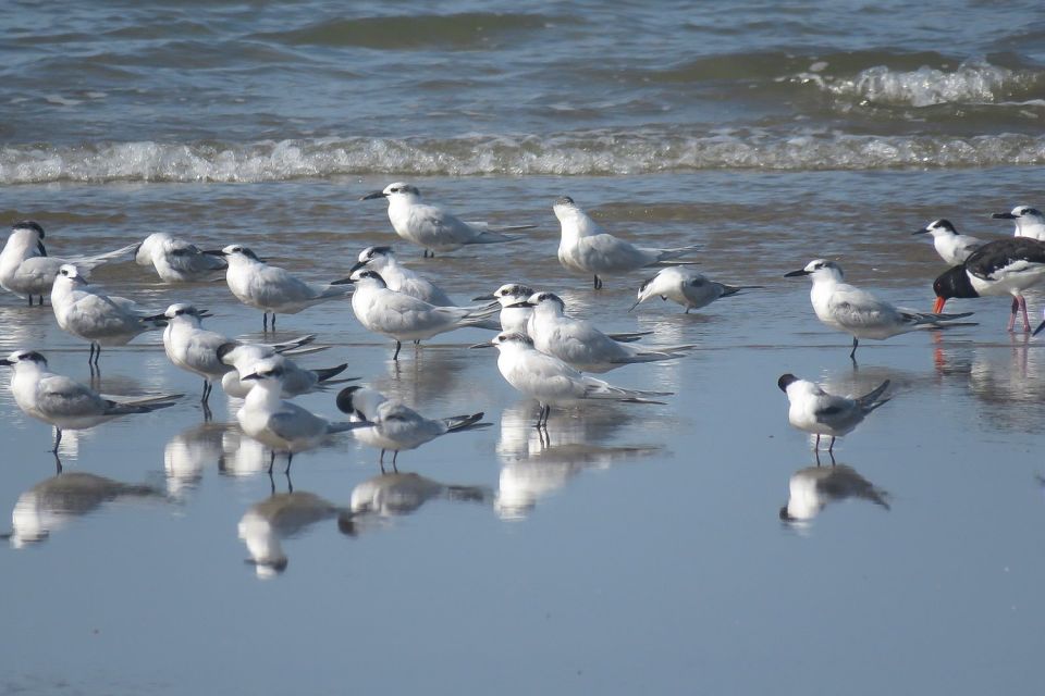 From Seville: Doñana National Park Day Trip - Walking near La Rocina: where you slow down and look