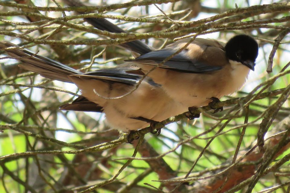 From Seville: Doñana National Park Day Trip - Matalascanas dunes and the Atlantic break