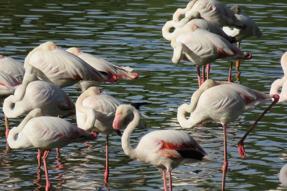 From Seville: Doñana National Park Day Trip - Getting out of town: Coria del Río and the long run to the park
