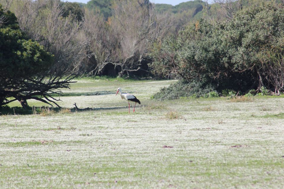 From Seville: Doñana National Park Full-Day Private Tour - Key moments that make this day trip work
