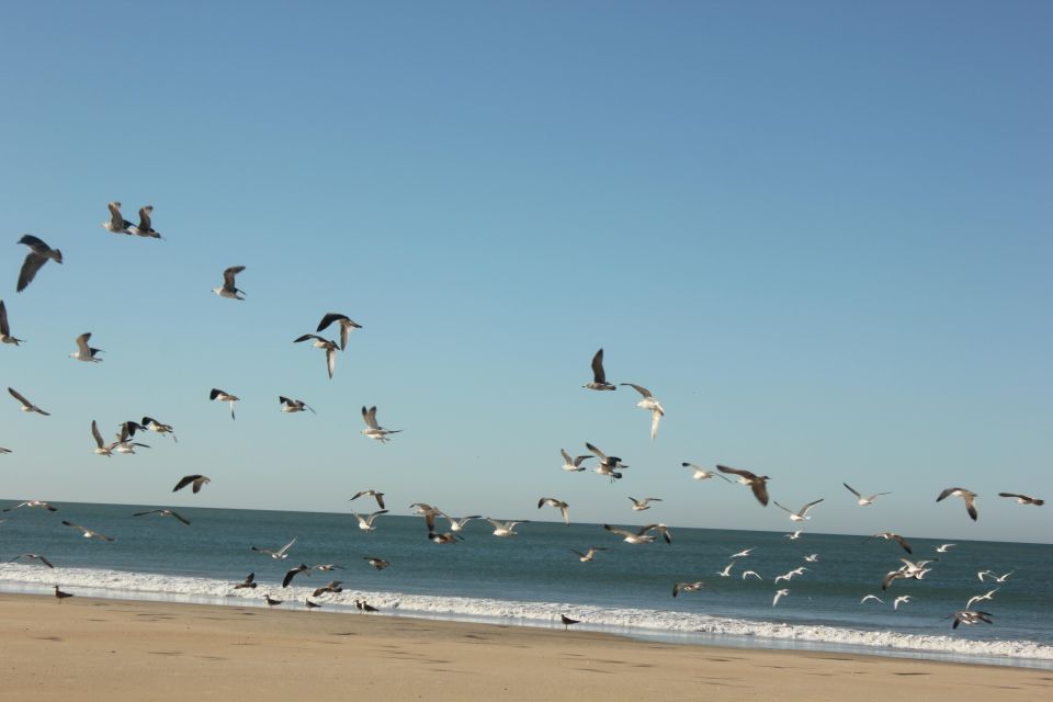 From Seville: Doñana National Park Full-Day Private Tour - El Rocío: the pilgrimage village stop you’ll remember