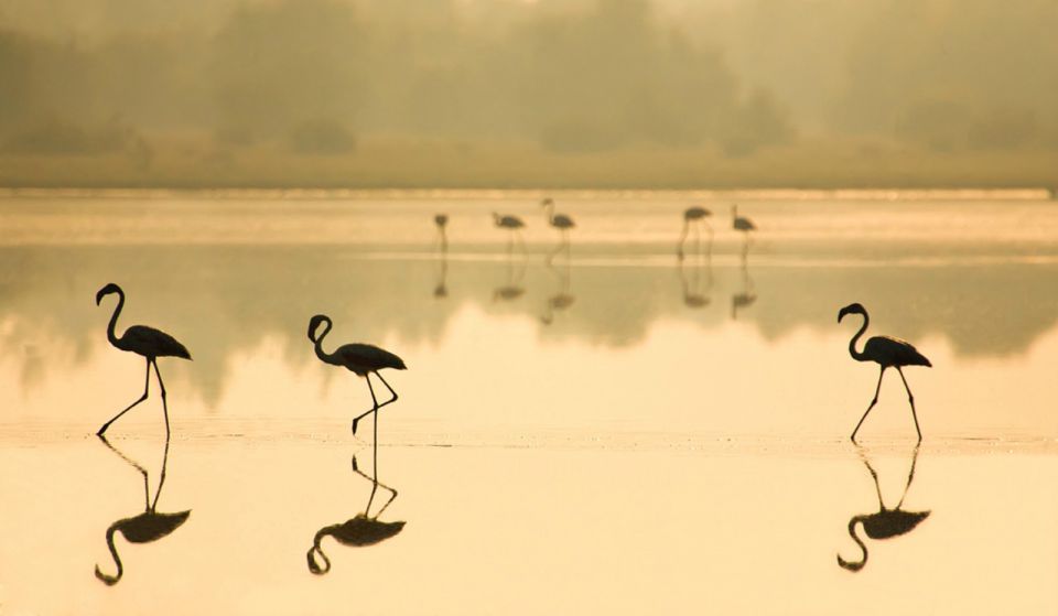From Seville: Doñana National Park Full-Day Private Tour - What the guide experience adds (especially for wildlife and birds)