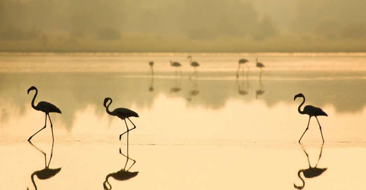 From Seville: Doñana National Park Full-Day Private Tour - Price and value: what you’re really paying for at $325 per person