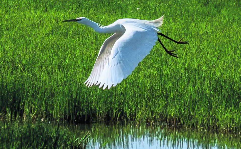 From Seville: Doñana Natural Park, El Rocio and Matalascañas - What to look for in Doñana (and how wildlife spotting changes)