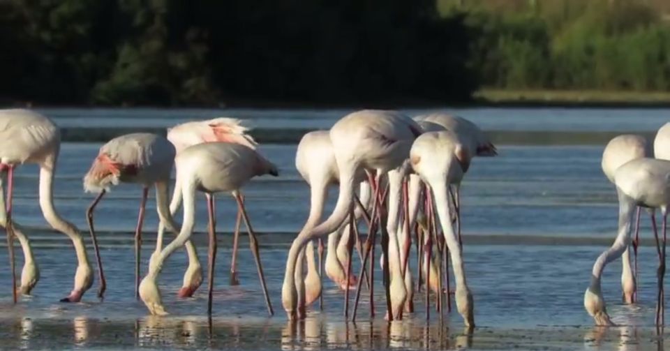 From Seville: Doñana Natural Park, El Rocio and Matalascañas - El Rocío village: pilgrimage heritage and the hermitage visit