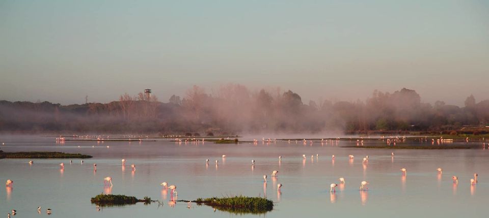 From Seville: Doñana Natural Park, El Rocio and Matalascañas - Matalascañas Beach free time: how to get value from the relax block