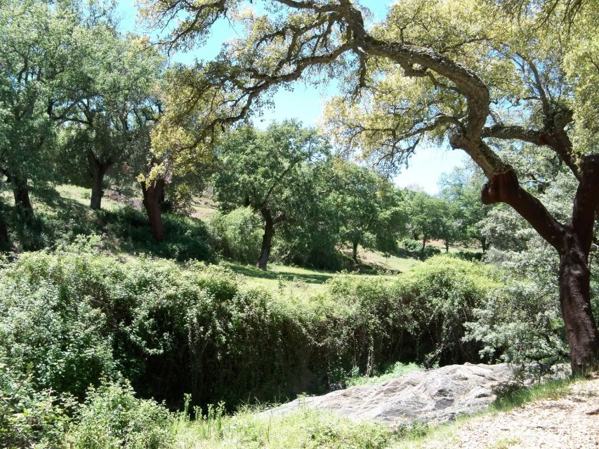 From Seville: Full-Day Aracena & Rio Tinto Mines Tour - Sierra de Aracena: guided viewpoints, cork-tree walking, and small-town rhythm