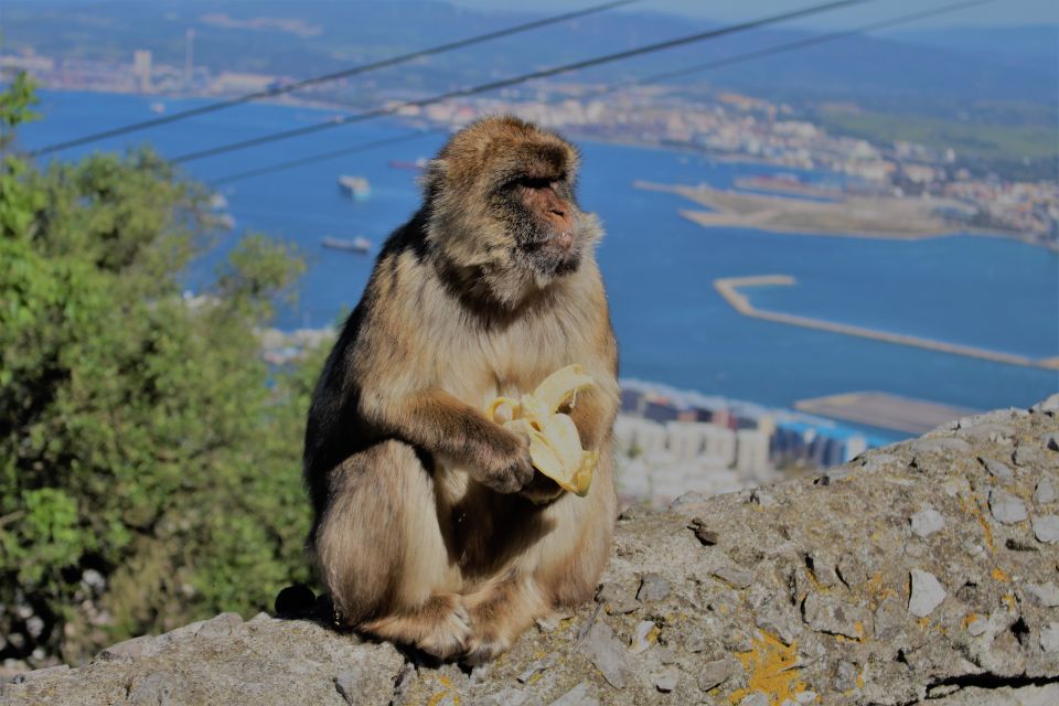 From Seville: Full-Day Trip to Gibraltar - Pillars of Hercules and the Upper Rock Reserve: Why This Stop Matters