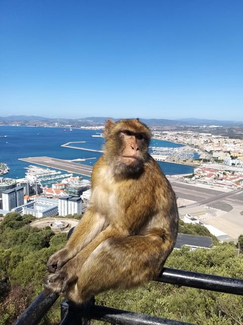From Seville: Full-Day Trip to Gibraltar - St. Michael’s Cave: Stalactites and a Timed Cave Visit