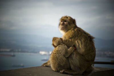 From Seville: Gibraltar Sightseeing Tour - Meeting Points and the Pace of the Day (10 Hours, Real Time)