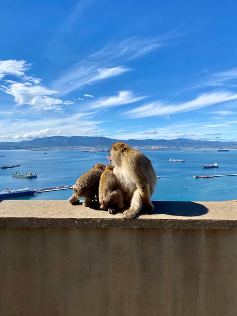 From Seville: Guided Day Trip to Gibraltar - Meeting the Rock of Gibraltar: viewpoints that actually make the trip worth it