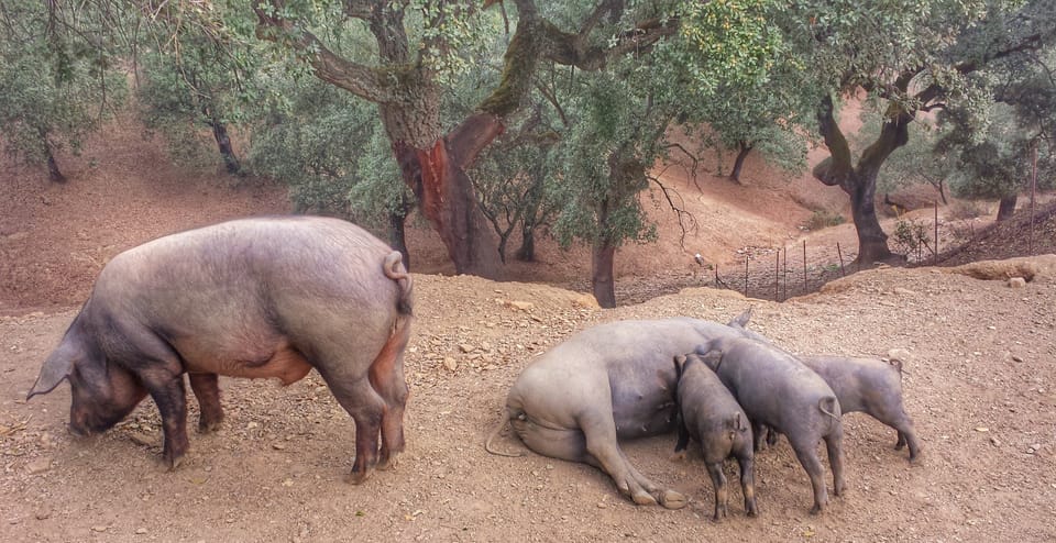 From Seville: Iberian Ham Full-Day Tour to Aracena - Who this tour suits best (and who might not love it)