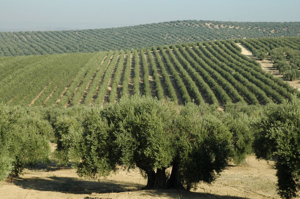 From Seville: Olive Oil Farm Tour - Olive Oil From Seville’s Countryside: Why This Tour Works
