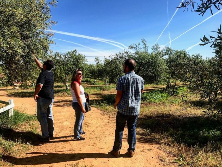 From Seville: Olive Oil Farm Tour - Tasting Olive Oil Like a Pro: Sweet, Bitter, and Spicy Notes