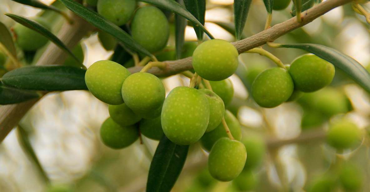 From Seville: Olive Oil Farm Tour - Who Should Book This Tour (and Who Might Skip)