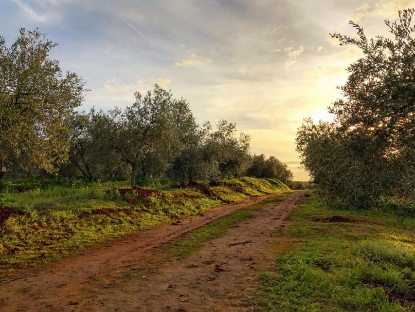 From Seville: Olive Oil Farm Tour - Should You Book This Olive Oil Farm Tour?
