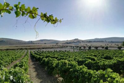 From Seville: Wine Tourism Half Day Tour - Bodegas Salado in Umbrete: A One-Winery Visit Done the Convenient Way