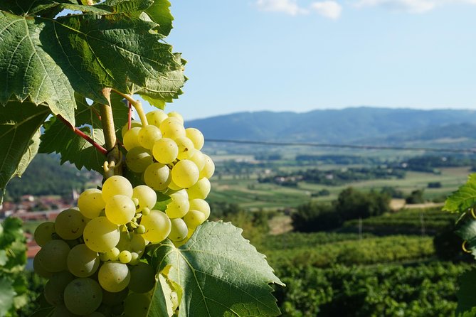 From Seville: Wine Tourism Half Day Tour - Wine Tasting: More Than a Sip, If You Ask the Right Questions