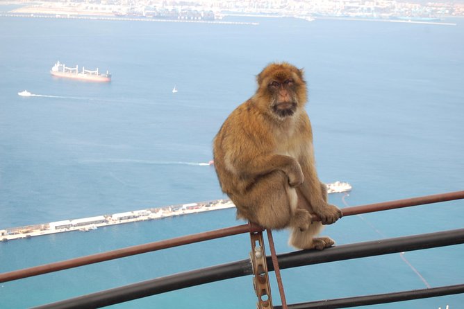 Gibraltar Day Trip from Seville - Great Siege Tunnels: Gibraltar’s Military Backbone