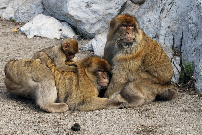 Gibraltar Day Trip from Seville + Rock Tour - The Rock of Gibraltar’s apes: plan for less control than you expect