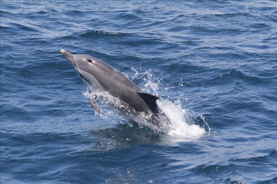 Gibraltar Dolphins Watching Day Trip from Seville - Key things to know before you go