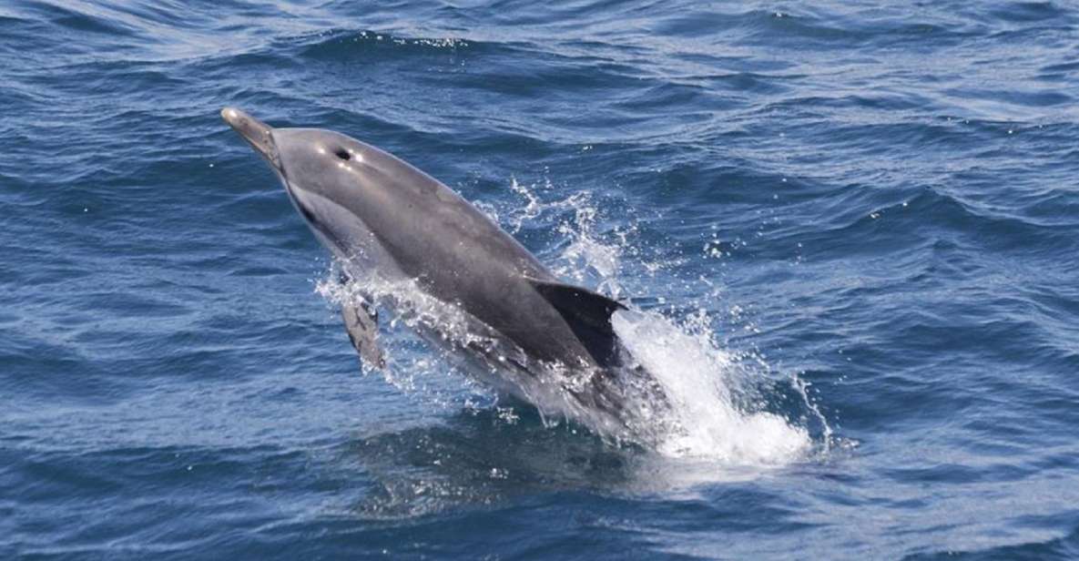 Gibraltar Dolphins Watching Day Trip from Seville - Why a Seville-to-Gibraltar Dolphin Day Trip is such good value