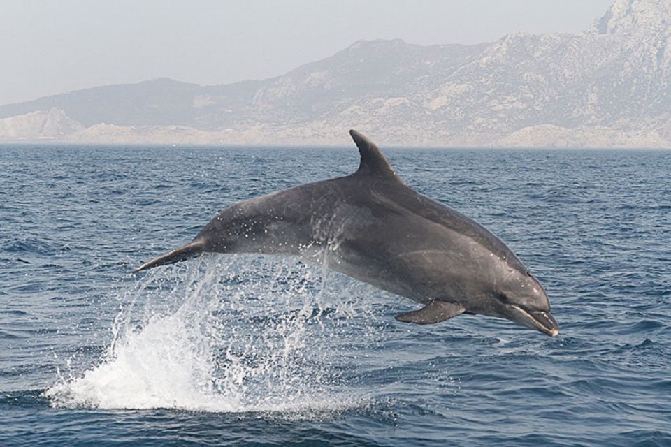 Gibraltar Dolphins Watching Day Trip from Seville - On the water in the UNESCO Strait of Gibraltar