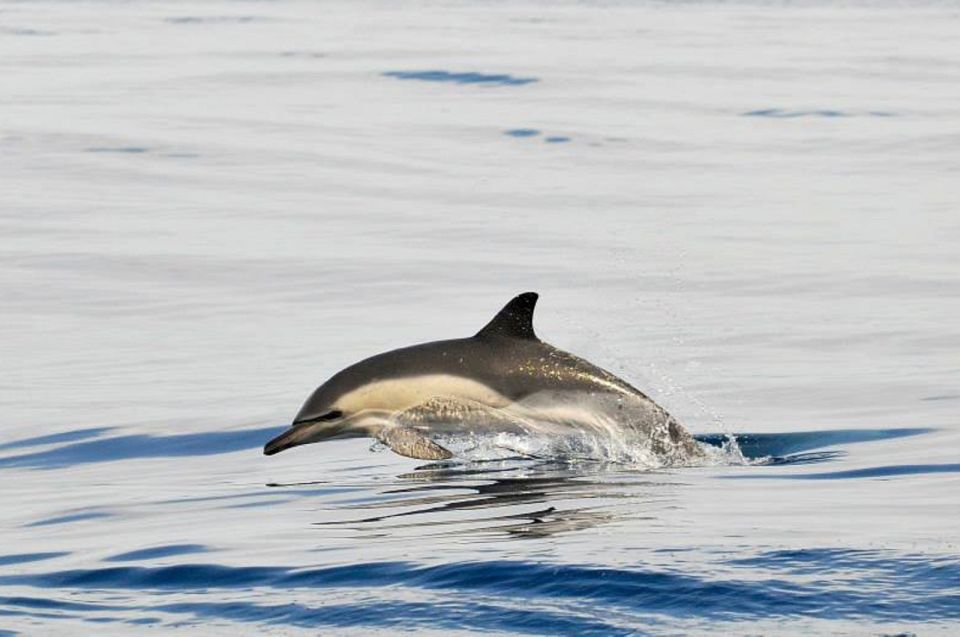 Gibraltar Dolphins Watching Day Trip from Seville - Gibraltar City afterward: what you actually do with your afternoon