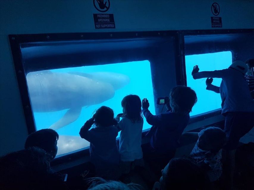 Gibraltar Dolphins Watching Day Trip from Seville - Price, timing, and what you’re really paying for