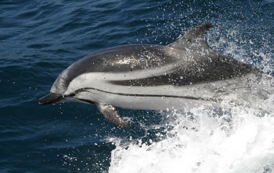 Gibraltar Dolphins Watching Day Trip from Seville - Logistics that can make or break the day (and how to handle them)