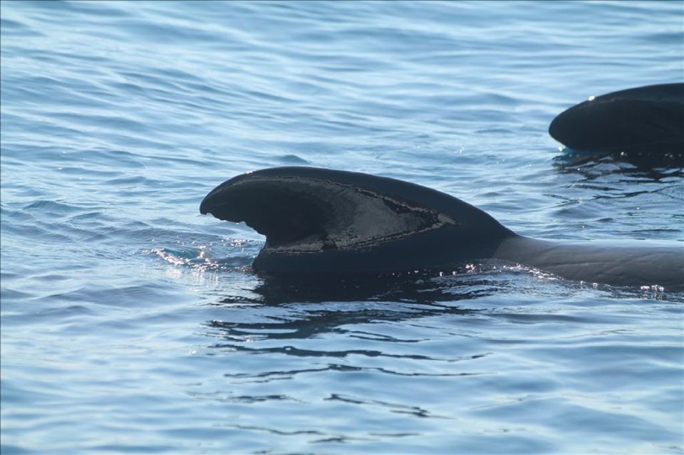 Gibraltar Dolphins Watching Day Trip from Seville - Who this Gibraltar dolphin cruise is best for