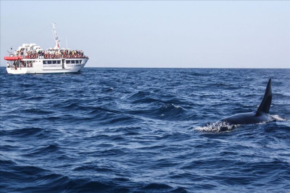 Gibraltar Dolphins Watching Day Trip from Seville - Should you book this dolphin watching day trip from Seville?