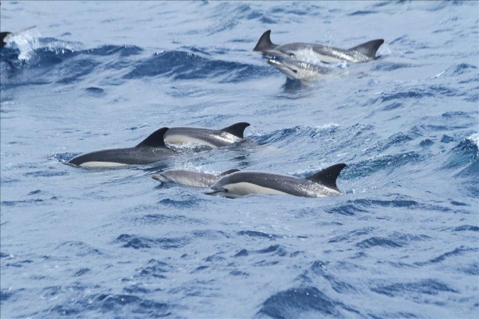 Gibraltar Dolphins Watching Day Trip from Seville - The road to Gibraltar: turning transfer time into part of the experience