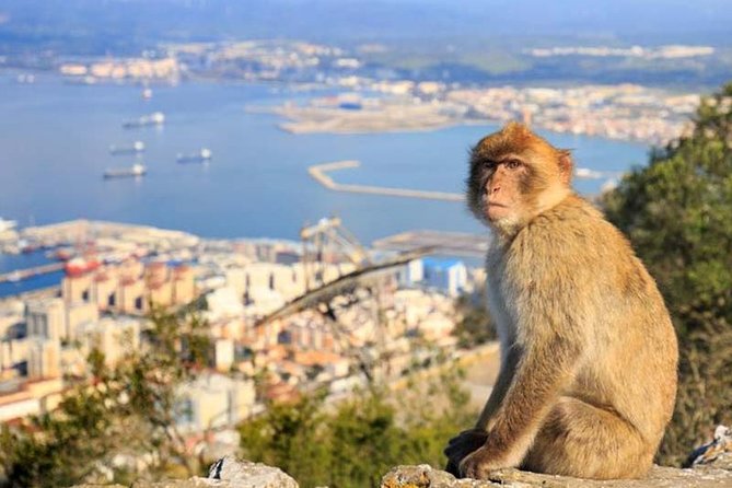 Gibraltar private tour from Seville including the upper rock - Price, value, and who should book this Seville to Gibraltar private tour