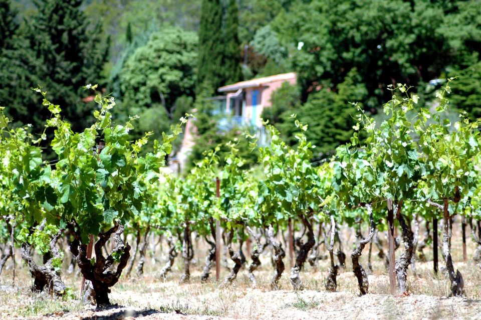Half-Day Wine Tour in Andalusia in small group - Why the guide and the winery talk matter