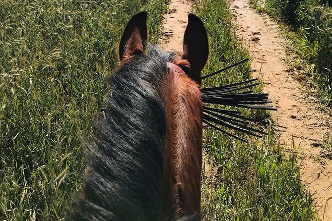 Horseback riding around Doñana National Park - Ring time: the most important 15 minutes of your whole trip