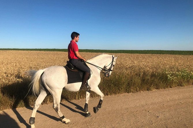 Horseback riding around Doñana National Park - The trail ride: olive groves, almonds, citrus, and big pines