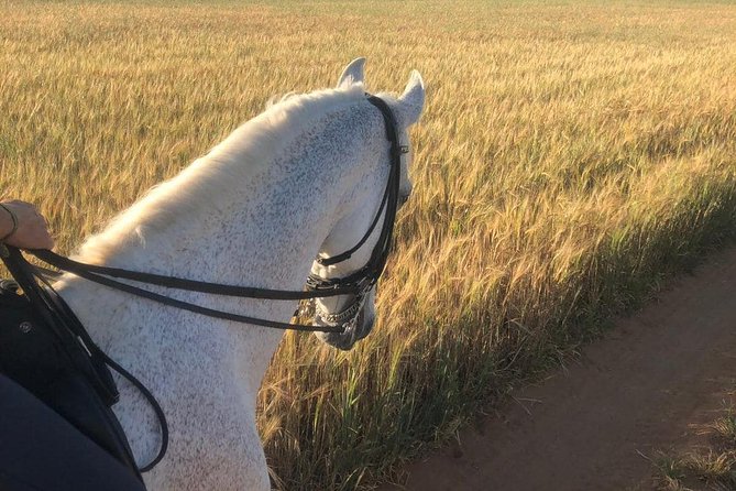Horseback riding around Doñana National Park - The farm finish: brush, wash, and a drink with the team
