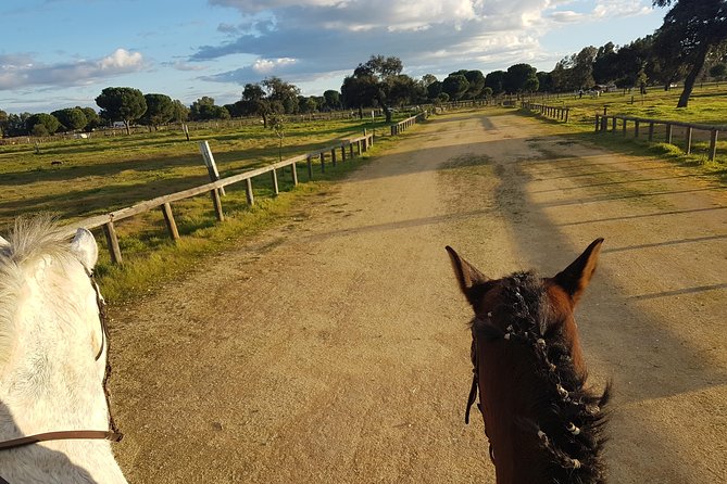 Horseback Riding Experience in Aljarafe, Doñana park from Seville - From Seville to El Aljarafe without the hassle