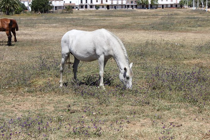Horseback Riding Experience in Aljarafe, Doñana park from Seville - The ride itself: calm pace, real outdoors, and room to breathe