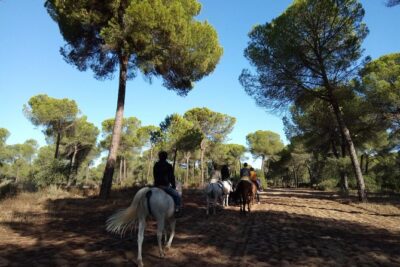 Horseback Riding Experience in Aljarafe, Doñana park from Seville - Price and value: is $114 a fair deal?
