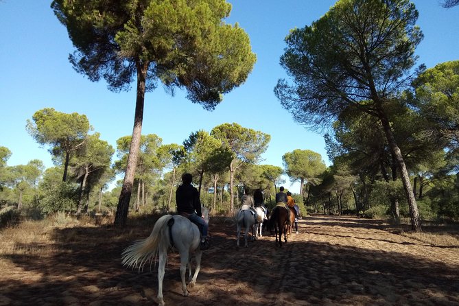 Horseback Riding Experience in Aljarafe, Doñana park from Seville - Price and value: is $114 a fair deal?