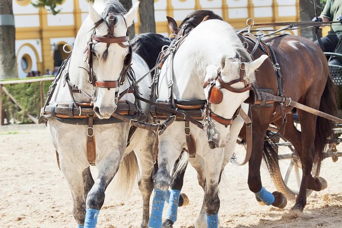 Jerez & Cadiz Winery with Tasting & Opt Horse Show from Seville - Price and value: what you’re paying for (and where you spend extra)