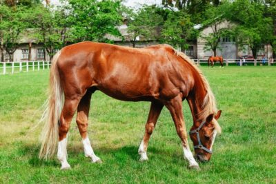 Jerez de la Frontera: How the Andalusian Horses Dance - Finding the Royal Andalusian School in Jerez (and getting your bearings)