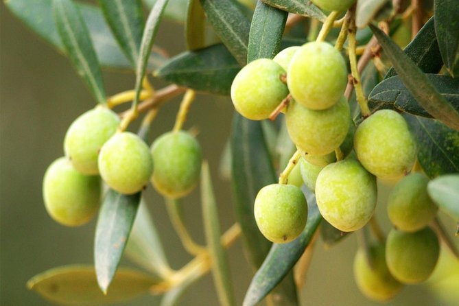 Oleotourism and olive oil tasting in Seville - Private tour - The tasting: four olive oils, with real comparisons