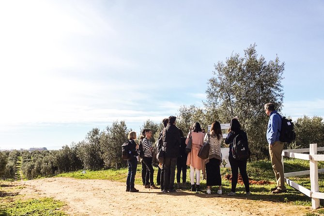 Oleotourism and olive oil tasting in Seville - Private tour - Timing and meeting point for a smooth 10:00 start