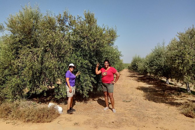 Olive Oil Farm Tour with Tasting from Seville - Key highlights worth your time