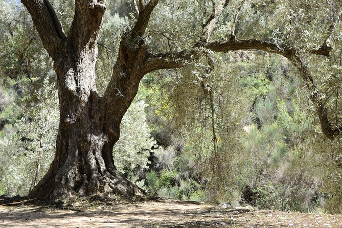 Olive Oil Farm Tour with Tasting from Seville - Getting out of Seville: pickup, ride time, and what you should plan for