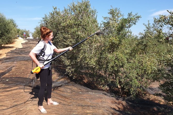 Olive Oil Farm Tour with Tasting from Seville - The tasting: how to taste Extra Virgin without overthinking it